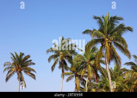 Kokospalmen auf blauem Himmel Hintergrund. Tropischer Strand, paradiesische Natur Stockfoto