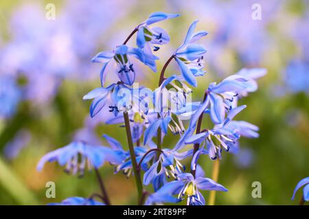 Blauer Stern (scilla siberica) auf Wiese Stockfoto