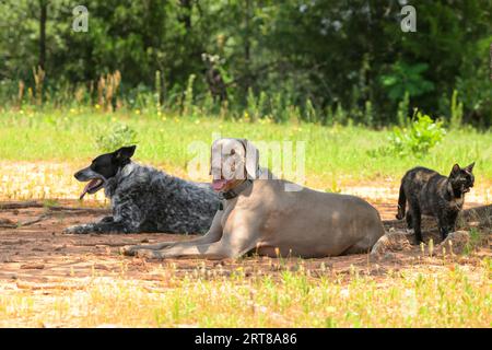 Zwei Hunde und eine Katze kühlen sich im Schatten eines Baumes während eines Spaziergangs an einem heißen Frühlingstag ab Stockfoto