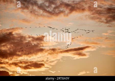 Kraniche fliegen zum Schlafplatz Stockfoto