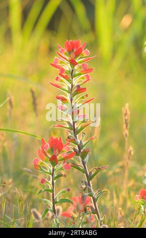 Hellrote indische Pinselblumen, die von der Frühlingsabendsonne hinterleuchtet werden und einen Kontrast zu grasgrünem Hintergrund bilden Stockfoto