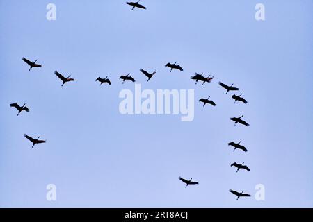 Kraniche fliegen zum Schlafplatz Stockfoto