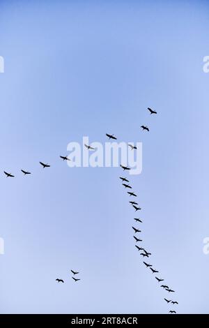 Kraniche fliegen zum Schlafplatz Stockfoto