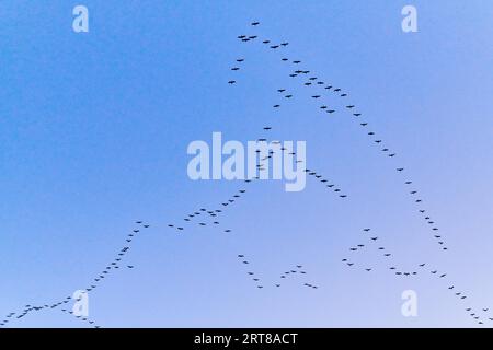 Kraniche fliegen zum Schlafplatz Stockfoto