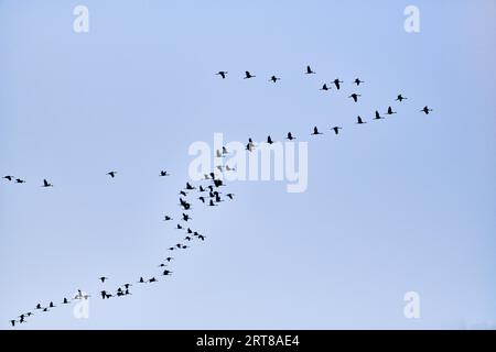 Kraniche fliegen zum Schlafplatz Stockfoto