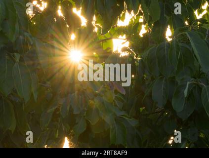 Die Sonne brach am Abend durch die Blätter der Persimonbäume Stockfoto