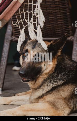 Niedliches Hundeprofil unter der Hängematte Stockfoto