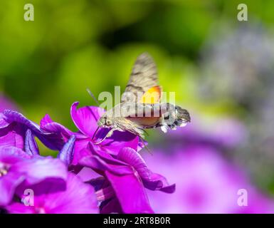 Makro eines Kolibri-Falken, der zu einer Blume fliegt Stockfoto