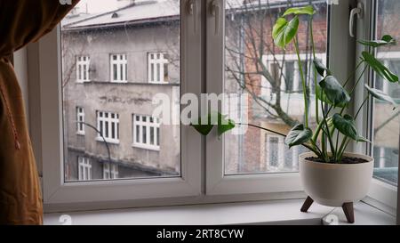 Schöne Monstera Blume Blätter Schweizer Käsepflanze, Monstera deliciosa Liebm, Araceae in weißem Topf auf Fensterbank vor dem Hintergrund ein Herbst stimmungsvoll Land Stockfoto