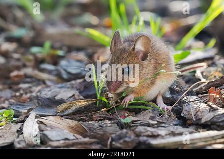 Holzmaus (Apodemus sylvaticus) für die Futtersuche, Hessen, Deutschland Stockfoto