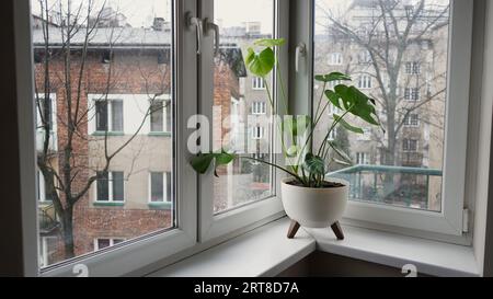 Schöne Monstera Blume Blätter Schweizer Käsepflanze, Monstera deliciosa Liebm, Araceae in weißem Topf auf Fensterbank vor dem Hintergrund ein Herbst stimmungsvoll Land Stockfoto