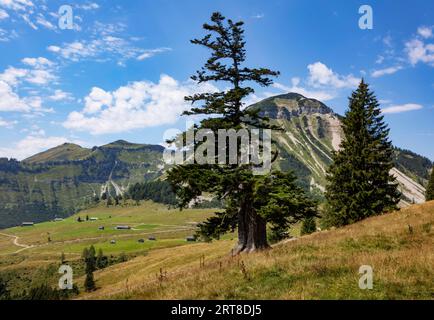 Berglandschaft, Alpenlandschaft auf der Genneralm mit Gennerhorn, Osterhorngruppe, Salzkammergut, Salzburger Land, Österreich Stockfoto