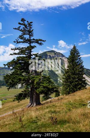 Berglandschaft, Alpenlandschaft auf der Genneralm mit Gennerhorn, Osterhorngruppe, Salzkammergut, Salzburger Land, Österreich Stockfoto