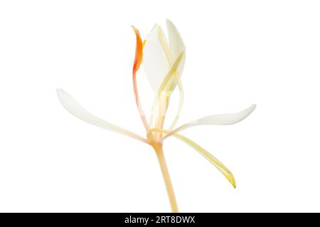 Einzelne weiße Ingwerlilie, Hedychium coronarium, isoliert gegen weiß Stockfoto