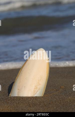 Weiße Tintenfischknochen, die an der Küste am Sandstrand angespült wurden Stockfoto