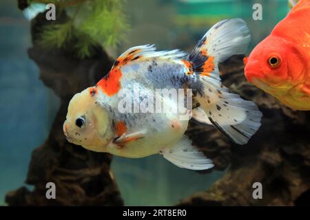 Oranda-Goldfisch (Carassius auratus) und Rote Rosmarin Stockfoto