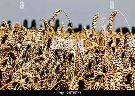 Weizenfeld mit Reifen goldenen Ohren mit Samen, die für die Mehlproduktion bereit sind Stockfoto