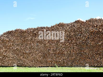 Schneiden Sie in einem industriellen Sägewerk aufeinander gestapelte Stämme Stockfoto