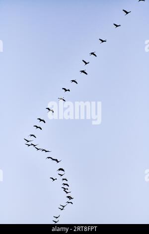 Kraniche fliegen zum Schlafplatz Stockfoto