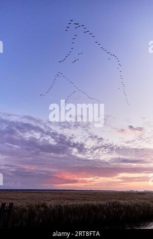 Kraniche fliegen zum Schlafplatz Stockfoto