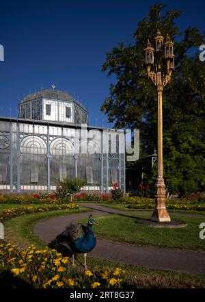 Indischer Pfau (Pavo cristatus) im Park, Gefangener, maurisches Landhaus mit Garten, Gewächshaus, Zoologisch-Botanischer Garten, Wilhelma Stockfoto