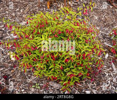 Nahaufnahme der roten einzelnen Pendolblüten des ausdauernden niedrig- und kompakt wachsenden Gartenstrauchs Fuchsia sterbende Amber. Stockfoto