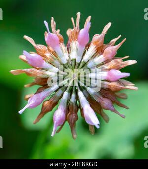 Querschnitt durch das Trifolium hybridum, der Alsike Clover Globus Flower Head entlang der North Shore des Lake Superior in Northern Minnesota. Die KOM Stockfoto