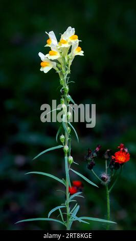 Linaria vulgaris, der gewöhnliche toadflax, gelber toadflax oder Butter-und-Eier, ist eine Art blühender Pflanze in der Familie der Plantaginaceae. Die Pflanze war Stockfoto