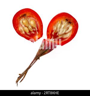 Querschnitt mit Samen in einer Rosenknospe oder Hagebutte, auch Rosenhaw oder Rosenhep genannt, der Nebenfrucht der verschiedenen Rosenpflanzenarten Stockfoto