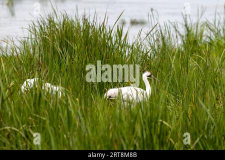 Der Schreikran (Grus americana) im Sumpf. Einheimischer, seltener der höchste nordamerikanische Vogel. Stockfoto