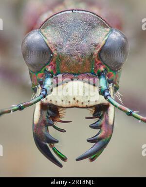 Symmetrisches Porträt des Kopfes eines nördlichen Dünentigerkäfers mit offenen Unterkiefern, isoliert vom Hintergrund (Cicindela hybrida) Stockfoto