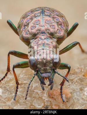 Porträt eines Sumpfkäfers mit kupferfarbenem Körper und grünen Beinen (Elaphrus cupreus) Stockfoto