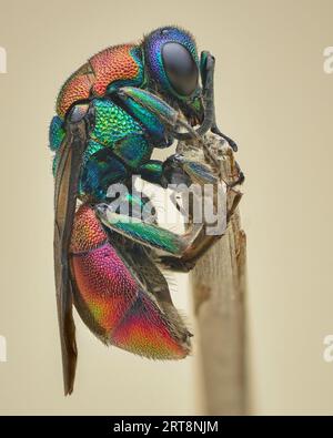 Profilansicht einer farbenfrohen Kuckucksuhr, Rubinschwanzwespe oder Goldwespe (Hedychrum sp.) Stockfoto
