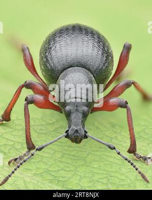 Porträt eines schwarzen Käfers mit spärlichen weißen Schuppen und roten Beinen, grüner Hintergrund (Otiorhynchus clavipes) Stockfoto