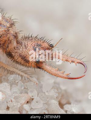 Profilansicht einer gefleckten Antlion-Larve mit großen Unterkiefer am Strand (Euroleon nostras) Stockfoto