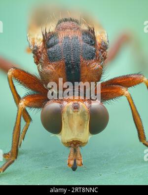 Porträt einer dickköpfigen Fliege, die eine Wespe nachahmt, grüner Hintergrund (ferruginöser Bienengreifer, ferruginöser Bienengreifer) Stockfoto