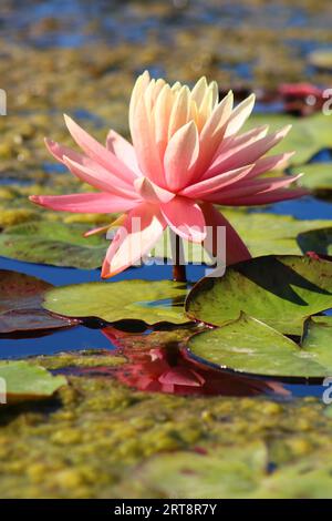 Bunte Lotusblume über dem See. Nelumbo ist eine Gattung von Wasserpflanzen mit großen, auffälligen Blüten. Stockfoto