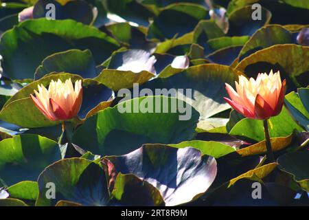 Bunte Lotusblume über dem See. Nelumbo ist eine Gattung von Wasserpflanzen mit großen, auffälligen Blüten. Stockfoto