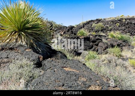 Yucca-Pflanzen gedeihen in Basalt-Lava von Carrizozo Malpais Lavastrom im Tularose Basin in New Mexico Stockfoto