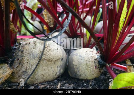 Rote Beete (Beta vulgaris subsp. Vulgaris), Rote Rübe, Pflanzen im Hochbeet Stockfoto