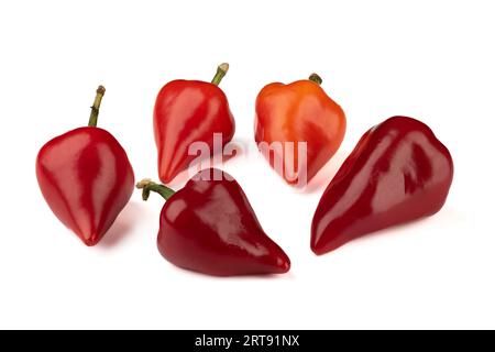 Mehrere Schoten heißen roten Paprika auf weißem Hintergrund. Capsicum Jahressorte Byala kambichka. Leerzeichen kopieren. Stockfoto