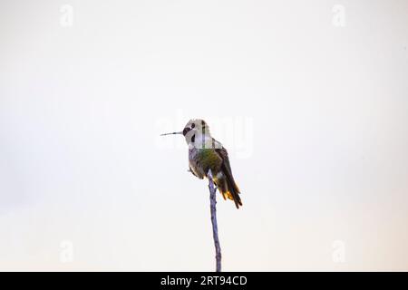 Anna's Kolibri (Calypte anna) hat in Kalifornien draußen gesichtet Stockfoto