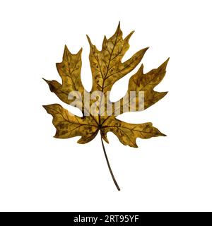 Helles und lebhaftes Herbstblatt eines Ahornbaumes, handgemalte Aquarellillustration isoliert auf weißem Hintergrund. Zur Gestaltung von Postkarten, Grußkarten Stockfoto