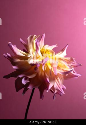 Porträt einer schönen Dahlienblume. Stockfoto