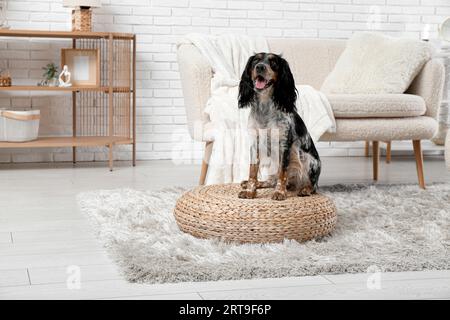 Der süße Cocker Spaniel sitzt auf einem Rattanpuff im Wohnzimmer Stockfoto