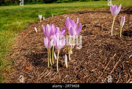 Rosafarbene Herbstkrokusblüten (Colchicum, Wiesensaffron) im RHS Garden Wisley im Spätsommer/Frühherbst, Südostengland Stockfoto