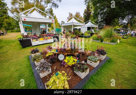 Stände und Ausstellung von heucheras auf der RHS Wisley Flower Show unterstützt von Stressless im September 2023, RHS Garden Wisley, Südostengland Stockfoto