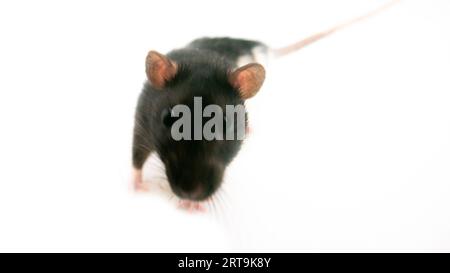 A lab rat on a white background Stockfoto