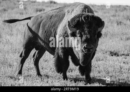 Buffalo Standoff im Rocky Mountain Arsenal National Wildlife Refuge, Colorado Stockfoto