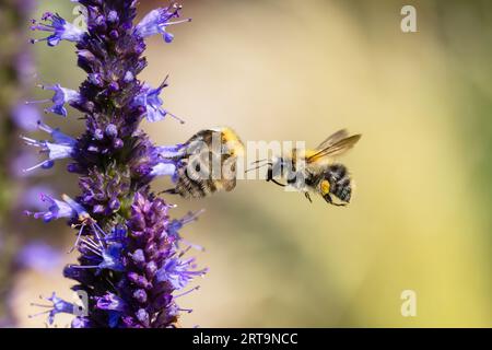 Bild einer Hummel, die eine andere angreift, die Nektar von einer Blume sammelt Stockfoto